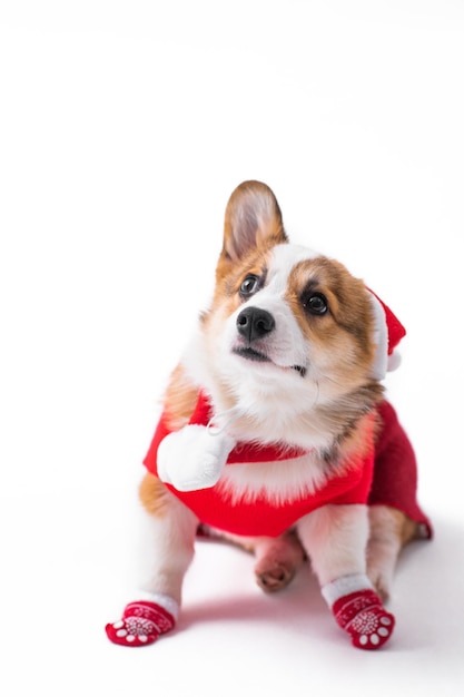 Mały Pembroke Welsh Corgi szczeniak noszący czerwony świąteczny sweter szalik czerwone skarpetki i kapelusz Świętego Mikołaja Złośliwy zabawny szczeniak Siedzi i patrzy w inną stronę Izolowany na białym tle