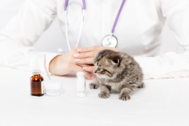 Mały piękny kotek przebadany przez lekarza weterynarii w klinice, zbliżenie