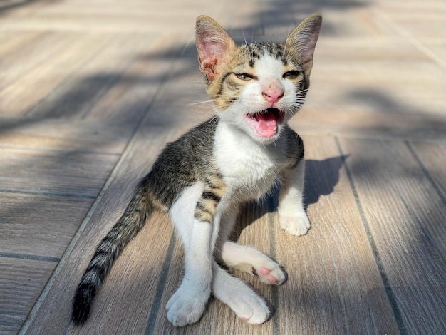 Mały, piękny, słodki kotek puszysty na ulicy siedzi z otwartymi ustami miauczy