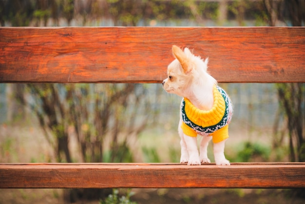Mały pies chihuahua na ławce. Śliczne zwierzę domowe na zewnątrz. Chihuahua szczeniak w parku w ubraniach.