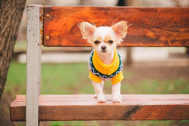 Mały pies chihuahua na ławce. Śliczne zwierzę domowe na zewnątrz. Chihuahua szczeniak w parku w ubraniach.