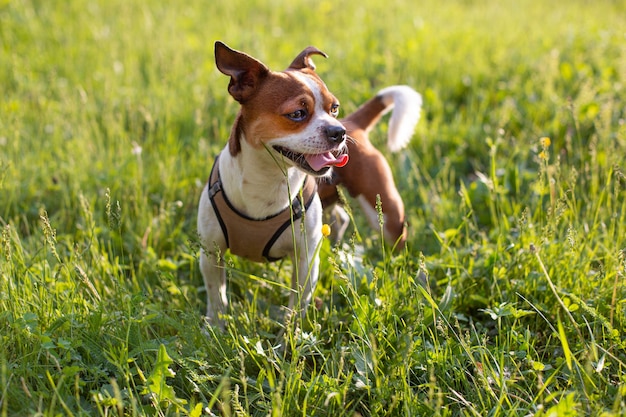 Mały Pies Chihuahua Stojący O Zachodzie Słońca Letni Dzień