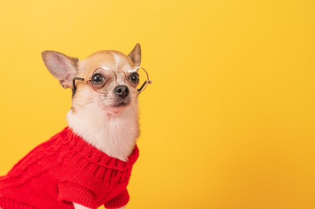 Mały pies chihuahua z książką w okularach na żółtym tle