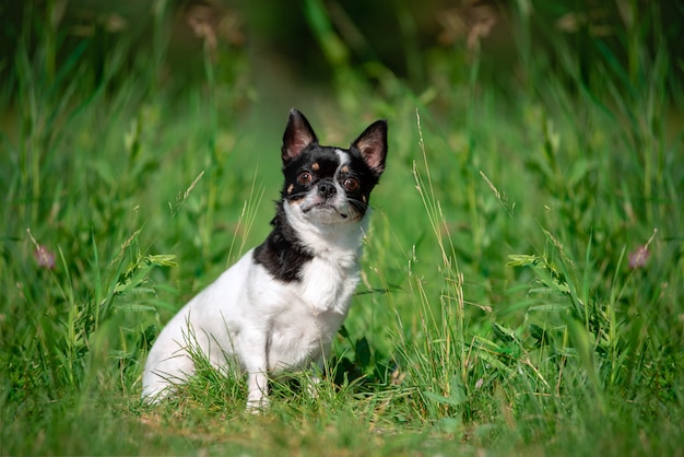 Mały pies chihuahua.