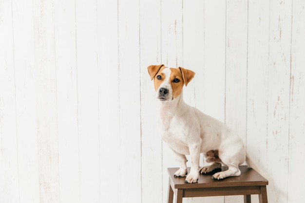 Mały pies Jack Russell Terrier na krześle ma elegancki wygląd