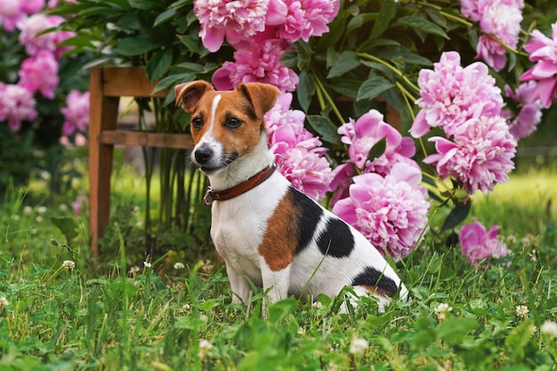 Mały pies Jack Russell terrier siedzący spokojnie przed krzakiem różowych kwiatów.