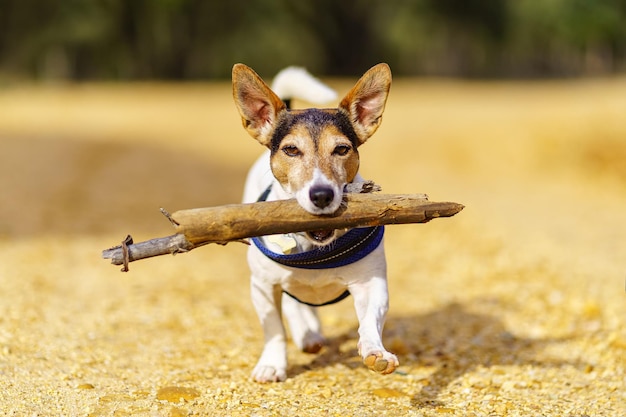 Mały pies Jack Russell z dużym kijem w pysku i bawiący się z właścicielem na polu