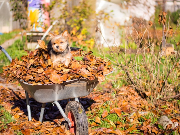 Mały pies pozuje na jesiennych liściach york terrier w jesienny słoneczny dzień