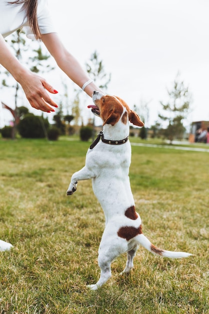 Mały pies rasy Jack Russell Terrier stoi na tylnych łapach Pies w parku podczas spaceru właścicielka wyprowadza psa