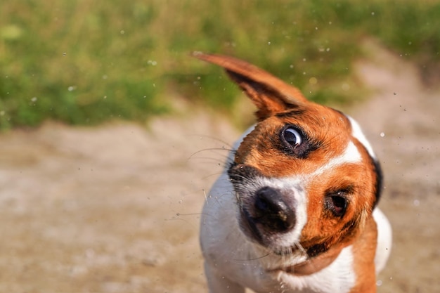 Mały pies rasy Jack Russell Terrier suszący się, potrząsający głową w celu usunięcia wody, szczegół na jej twarzy z zamazaną ścieżką i trawą w tle.