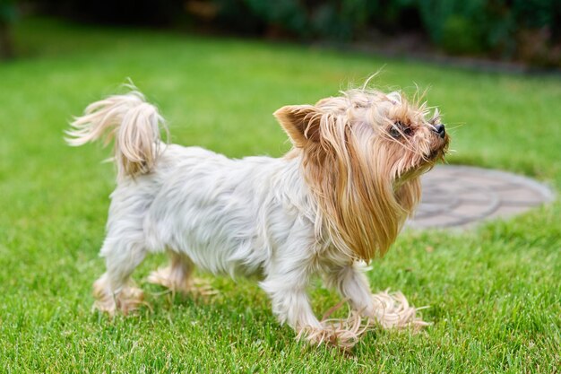 Mały pies rasy Yorkshire terrier na zielonym trawniku