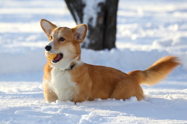 Mały pies z żółtą piłką w zębach bawi się na śniegu