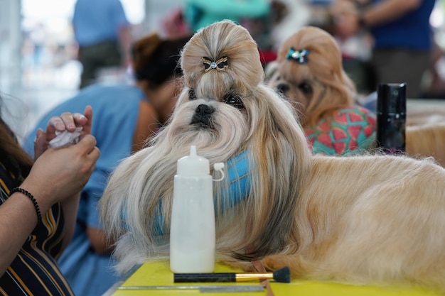 Mały piesek shih-tzu, ozdobna kokardka we włosach, przygotowywanie i czesanie do zawodów wystawowych.