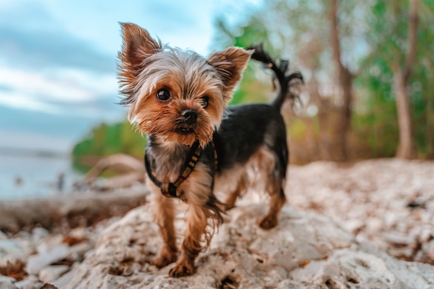 Mały piesek Yorkshire Terrier stoi na skale z pięknym widokiem na zachód słońca nad rzeką