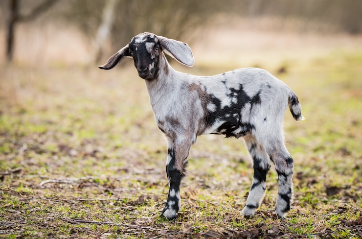 Zdjęcie mały południowoafrykański koza burska lub portret doeling kozi na zewnątrz natura