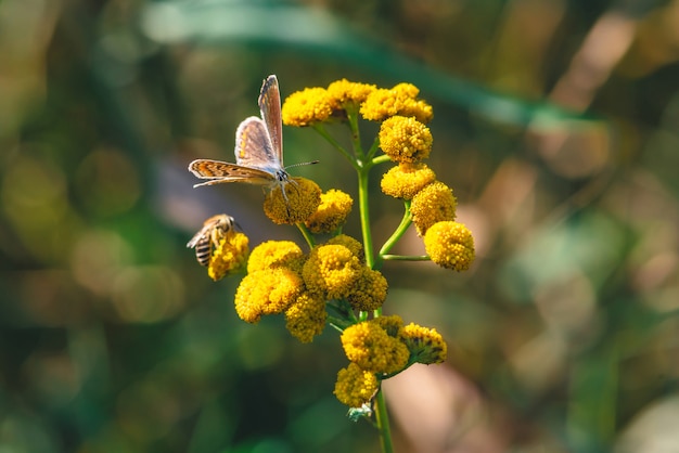 Mały pomarańczowy motyl na żółtym dzikim kwiacie