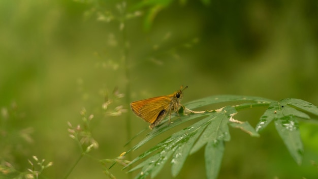 Mały Pomarańczowy Motyl Siedzi Na Roślinie W Bajkowym Lesie