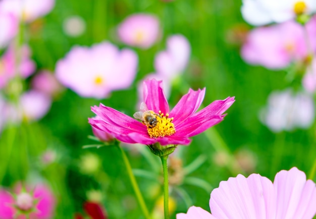 Mały pszczoła pollen kosmosu kwiat