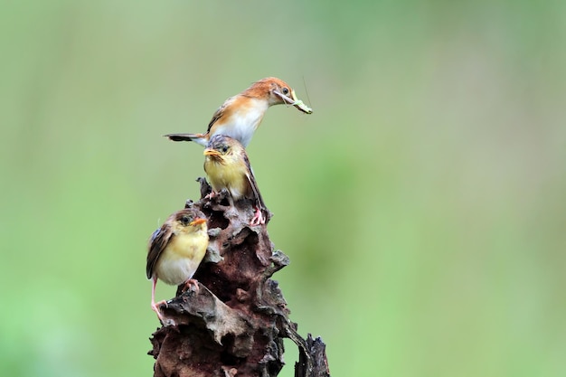 Mały Ptak Cisticola Juncidis Czeka Na Jedzenie Od Swojej Matki Ptak Cisticola Juncidis Na Gałęzi