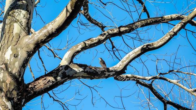 Zdjęcie mały ptak siedzi na wysokiej gałęzi drzewa na tle jasnego niebieskiego nieba