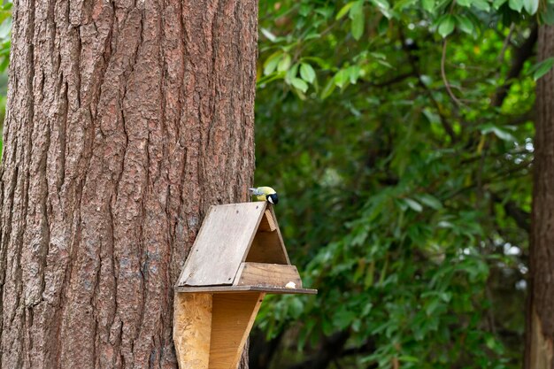 Mały ptak sikorka wielka siedząca na gałęzi drzewa na tle przyrody