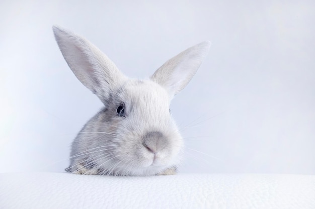 Mały puszysty biały królik