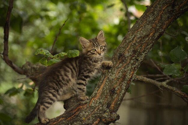Zdjęcie mały, puszysty kot pozuje do kamery i wspina się na drzewo.