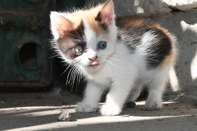 mały puszysty kotek oblizuje usta