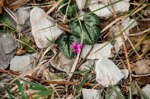 Zdjęcie mały różowy kwiatek rośnie wśród skał i zielonych liści. poczęcie wiosny, nowe życie w przyrodzie.