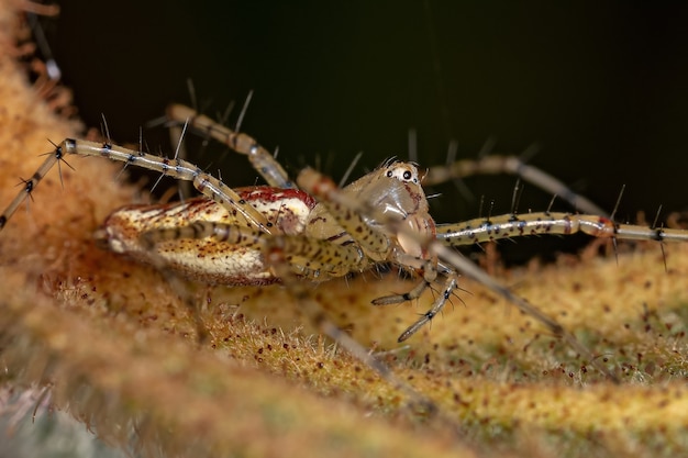 Mały Ryś Pająk Gatunku Peucetia flava