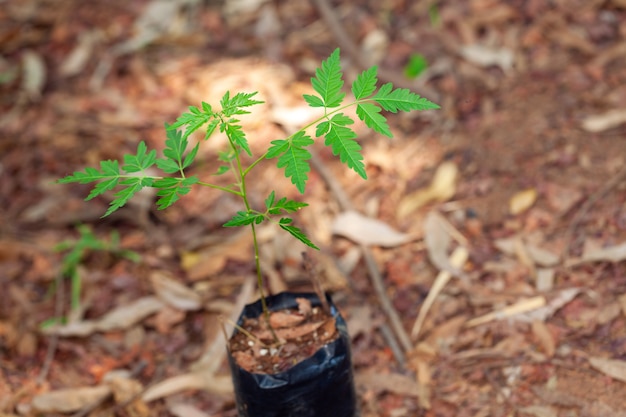 Mały Siew Azadirachta Indica Neem