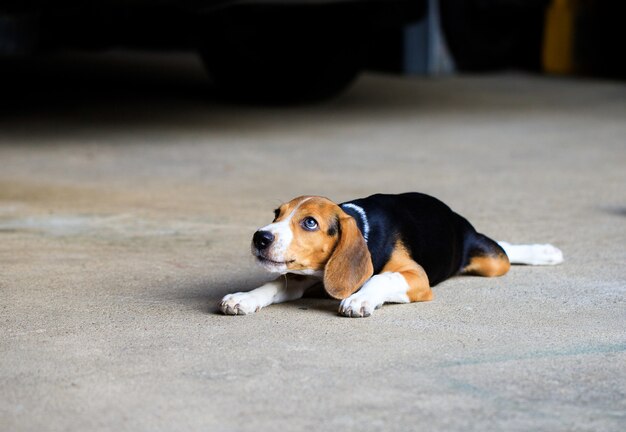 Mały śliczny beagle szczeniaka psa przyglądający up
