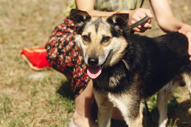 Mały śliczny brązowy pies ze schroniska z językiem w pasku pozuje na zewnątrz w słonecznym parku uśmiechnięta koncepcja adopcji