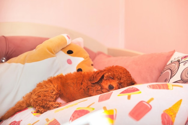 Mały śliczny szczeniak czerwonego koloru rasy pudel zabawkowy śpi na poduszce dziecięcej wśród zabawek