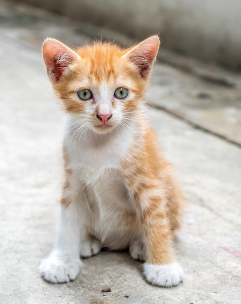 Mały śliczny złoty brązowy kotek bawi się na podwórku w domu, selektywnie skupia się na jego oku