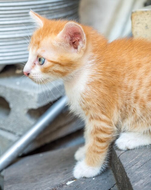 Mały śliczny złoty brązowy kotek z niebieskimi oczami na podwórku w domu, selektywnie skupia się na jego oku