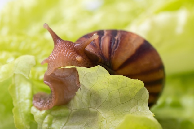 Mały ślimak Achatina jedzący liść sałaty lub zioła, zbliżenie, selektywne focus, miejsce. Może służyć do zilustrowania szkodliwości ślimaków w ogrodnictwie, roślinach.