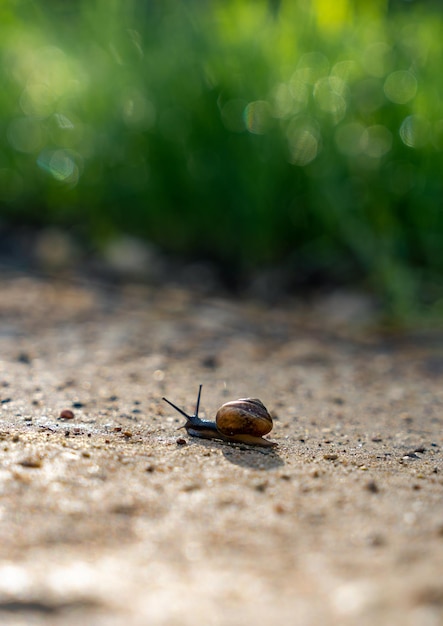 Mały ślimak na drodze w porannym słońcu idzie do celu zielone tło trawy