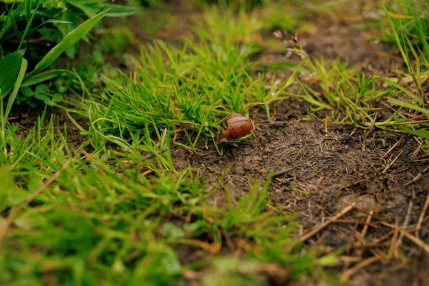 Mały ślimak wspina się przez trawę.