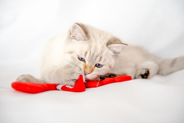 mały słodki kotek na białym tle w stylu noworocznym gryzie zabawkę noworoczną