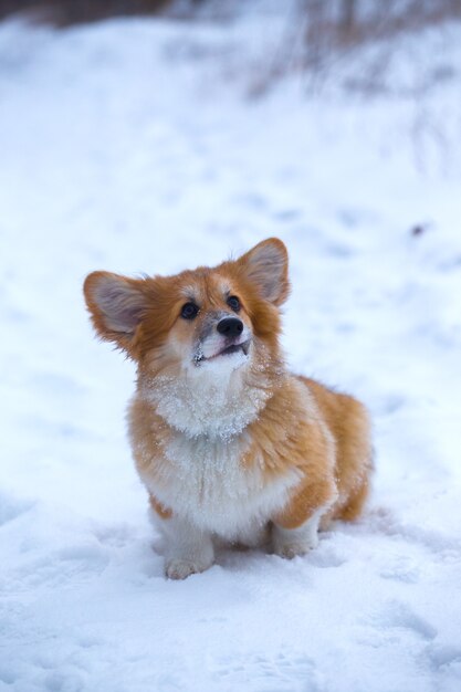 Mały słodki puszysty szczeniak corgi na zewnątrz portret z bliska w zimowy dzień