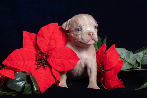 Mały słodki szczeniak American Bully siedzący w pudełku obok sztucznych świątecznych czerwonych kwiatów poinsecji