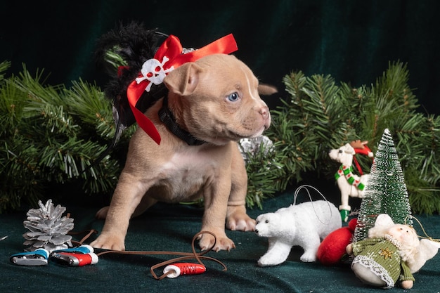 Mały słodki szczeniak American Bully w karnawałowym pirackim kapeluszu obok gałęzi choinki szyszek płatków śniegu