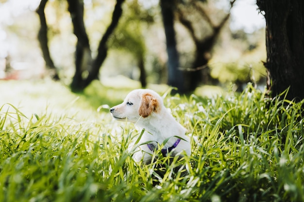 Mały słodki szczeniak golden retrievera siedzący na trawie, wydaje się zagubiony w parku. Depresja u psów