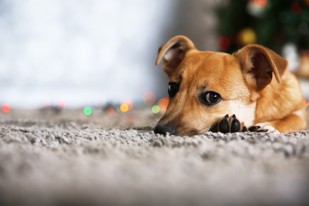 Mały słodki zabawny pies leżący na dywanie