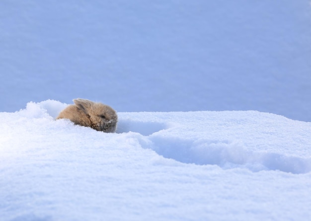mały śmieszny brązowy królik w śniegu