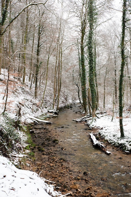 Mały strumień w lesie złamane drzewa pokryte śniegiem zimowy krajobraz w Niemczech zimna pogoda