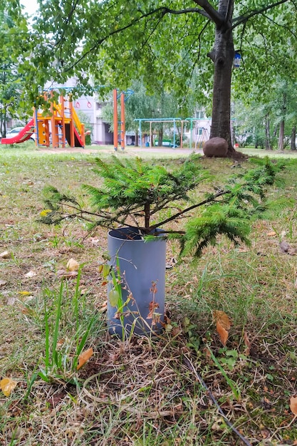 Mały świerk kiełkowy w zbliżeniu na podwórku