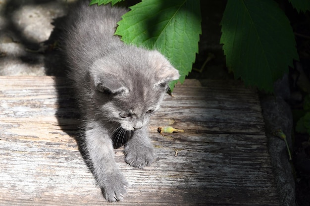 Mały szary kotek leży na podwórku w słońcu