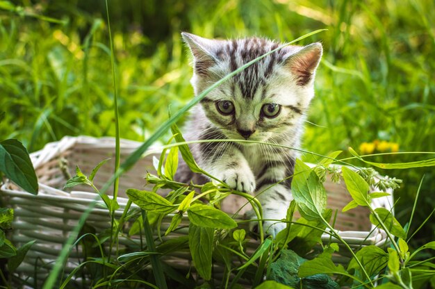 Zdjęcie mały szary kotek na koszu w parku na zielonej trawie